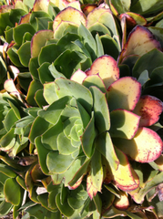 Aeonium cuneatum