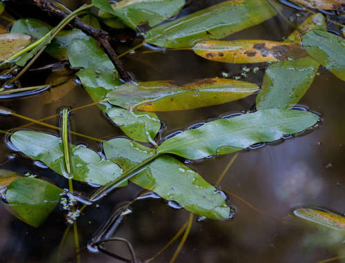 Floating Pondweed (Potamogeton tricarinatus)