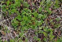 Potentilla stolonifera