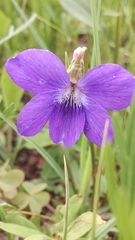 Viola pedatifida