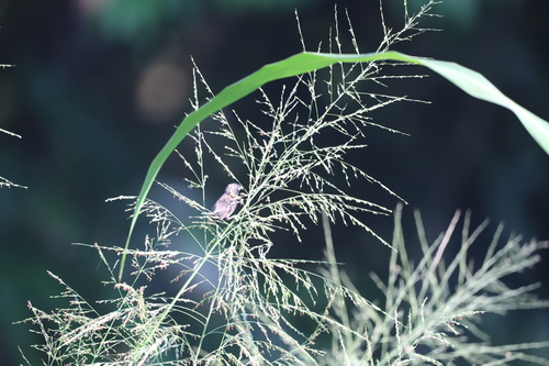 Dusky Munia