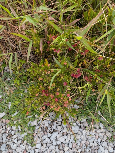Dodonaea viscosa observed 2026-10-01