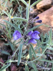 Scutellaria siphocampyloides