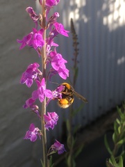 Bombus