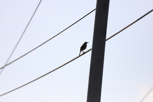 Striated Grassbird