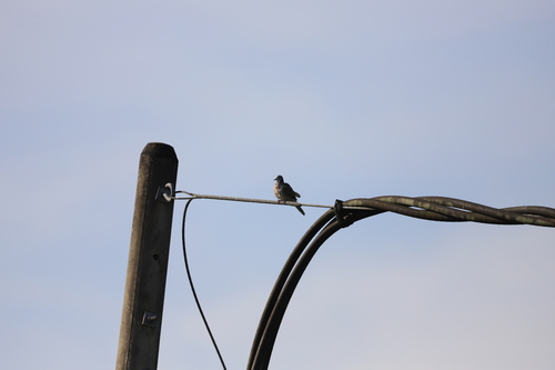 Zebra Dove