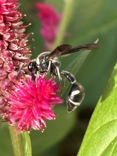 Fraternal Potter Wasp