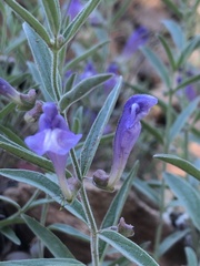 Scutellaria siphocampyloides