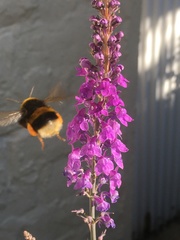 Bombus