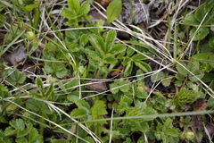 Potentilla stolonifera