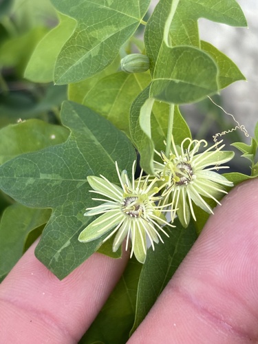 yellow passionflower