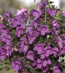 Prostanthera rotundifolia