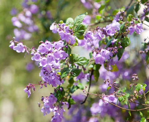 Image of Prostanthera melissifolia by (c) Chris Clarke, some rights reserved (CC BY)