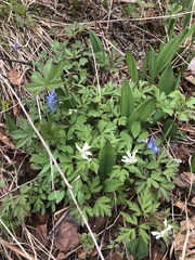Corydalis ambigua
