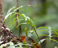 Microsorum pustulatum pustulatum