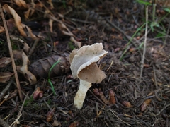 Helvella compressa