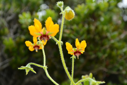 Loasa tricolor (Loasa tricolor)