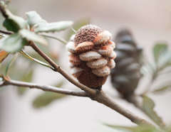 Banksia saxicola