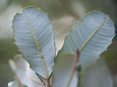 Banksia saxicola