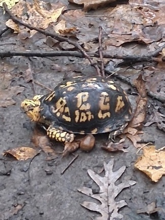Eastern Box Turtle