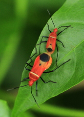 Dindymus rubiginosus