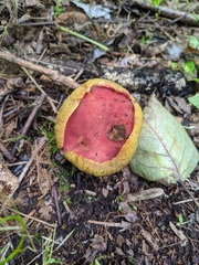 Hortiboletus coccyginus
