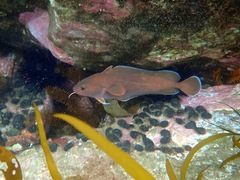 Lotella rhacina