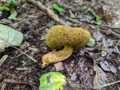 Hortiboletus coccyginus