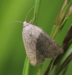 Acosmetia caliginosa