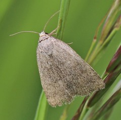 Acosmetia caliginosa