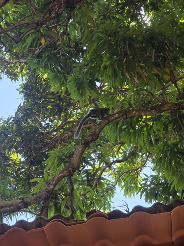 Common Marmoset