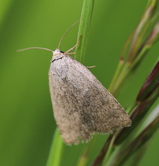 Acosmetia caliginosa