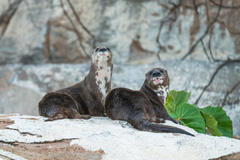 Hydrictis maculicollis