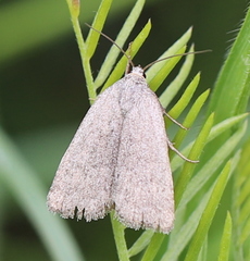 Acosmetia caliginosa