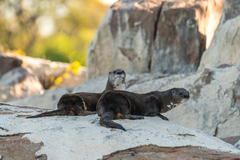 Hydrictis maculicollis