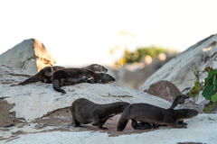 Hydrictis maculicollis