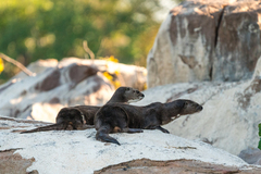 Hydrictis maculicollis