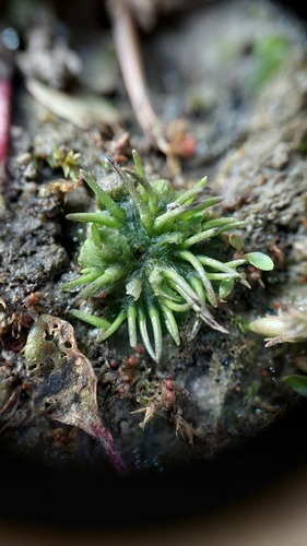 Anthoceros macounii observed 2026-10-11