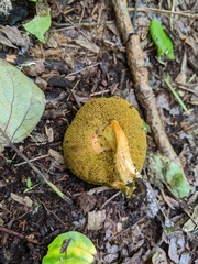 Hortiboletus coccyginus