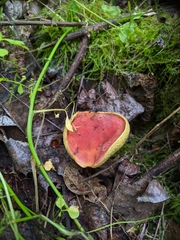 Hortiboletus coccyginus