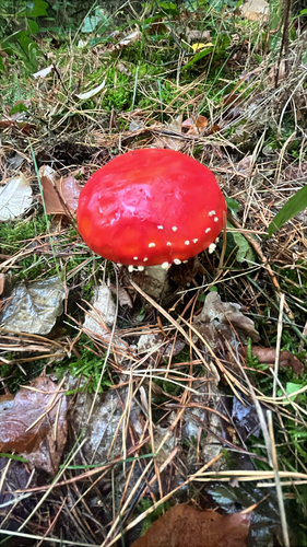 Fly Agaric