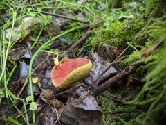 Hortiboletus coccyginus