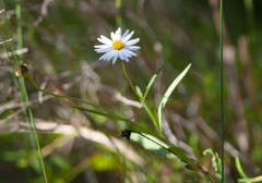 Brachyscome graminea