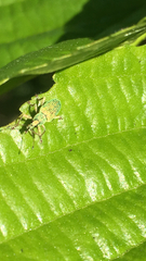 Polydrusus formosus