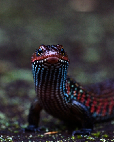 Fire Skink