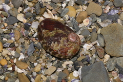 Haliotis coccoradiata