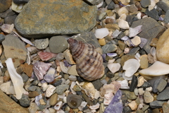 Agnewia tritoniformis