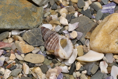 Agnewia tritoniformis