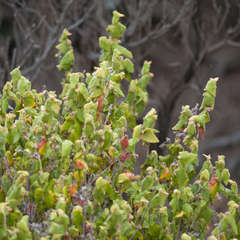 Lasiopetalum schulzenii