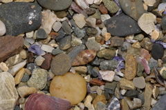 Pseudamycla dermestoidea